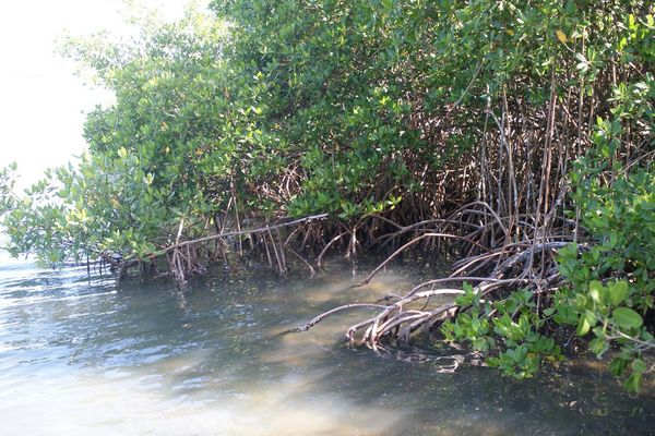 Red mangrove