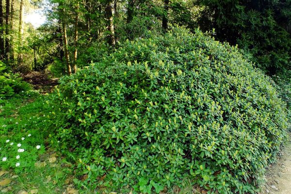 Rhododendron aureum
