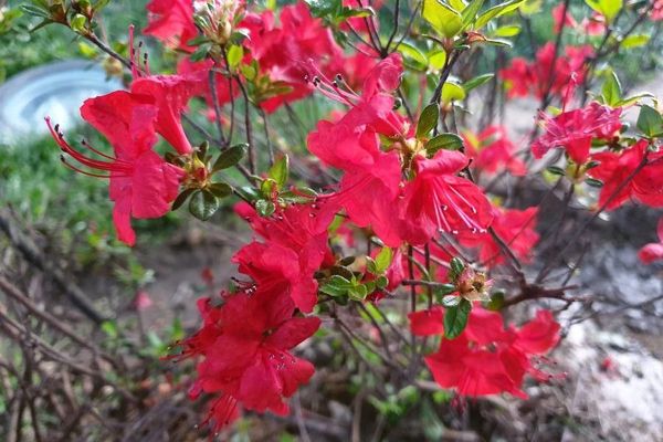 Flame azalea
