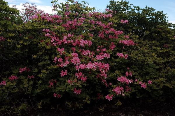 Hoary azalea