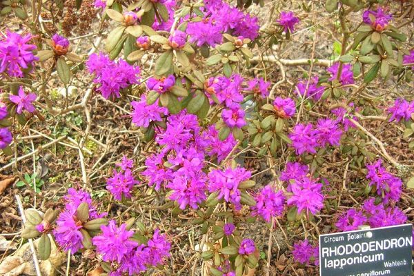 Lapland rosebay