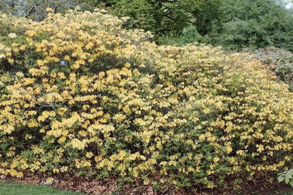 Yellow azalea