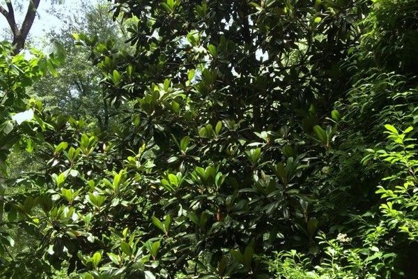 Great rhododendron