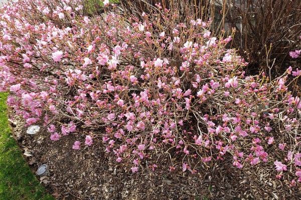 Rhododendron