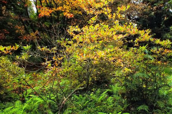 Western azalea