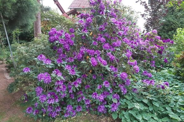 Pontian rhododendron