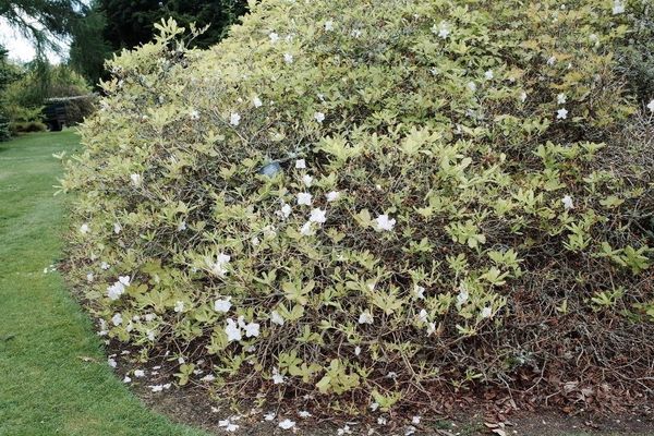 Rhododendron schlippenbachii