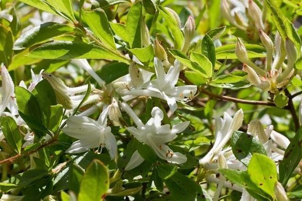 Clammy azalea