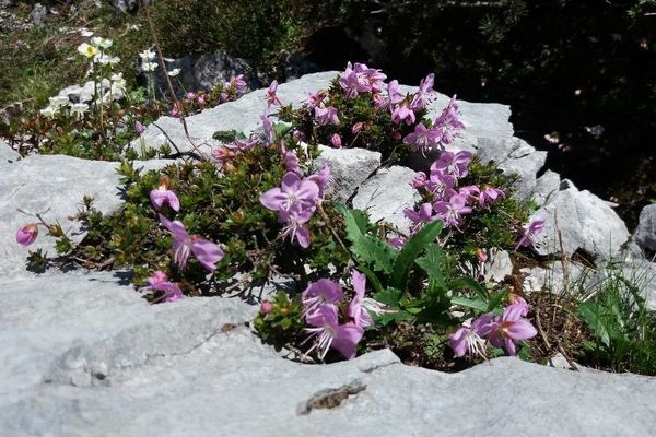 Dwarf alpenrose
