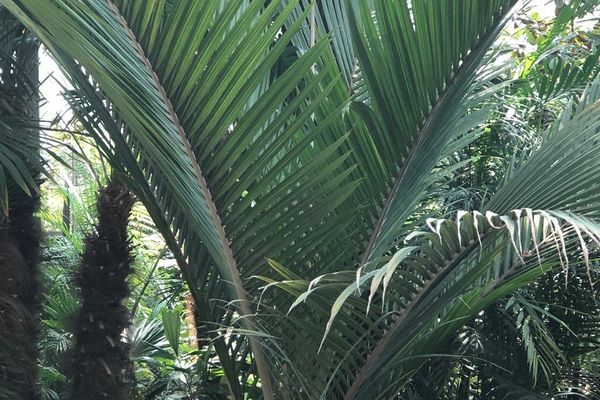 Nikau palm