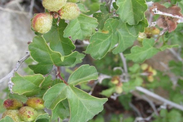 Aromatic sumac