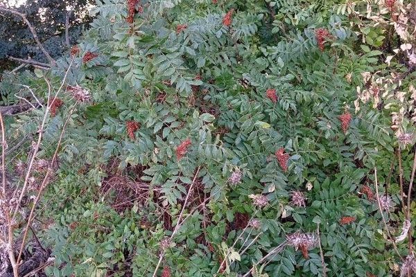 Tanner's sumac