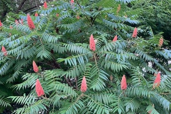 Smooth sumac