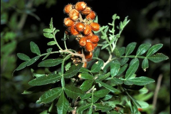 Desert sumac