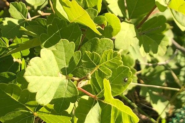 Skunkbush sumac