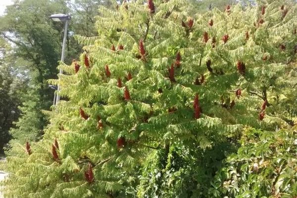 Virginia sumac