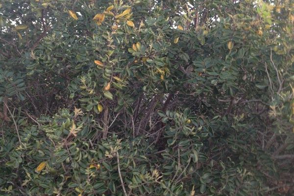 Evergreen sumac