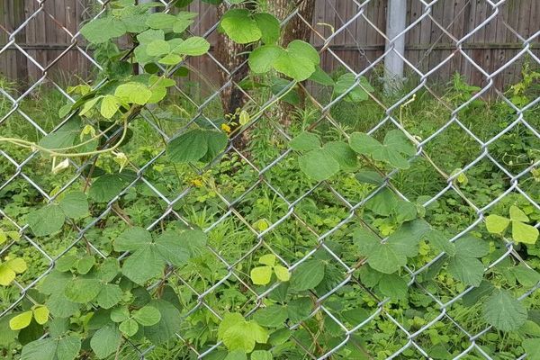 Burn-mouth-vine