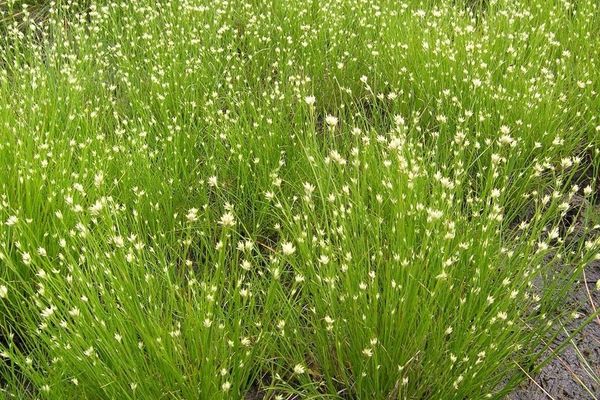 White beak sedge