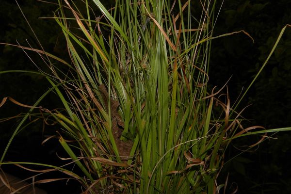 Rhynchospora barbata
