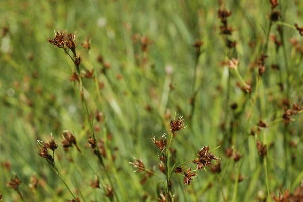 Brownish beaksedge