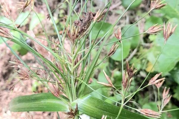 Golden beak sedge