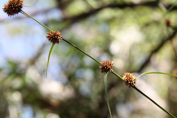 Rhynchospora exaltata