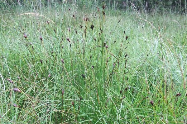 Brown beak-sedge