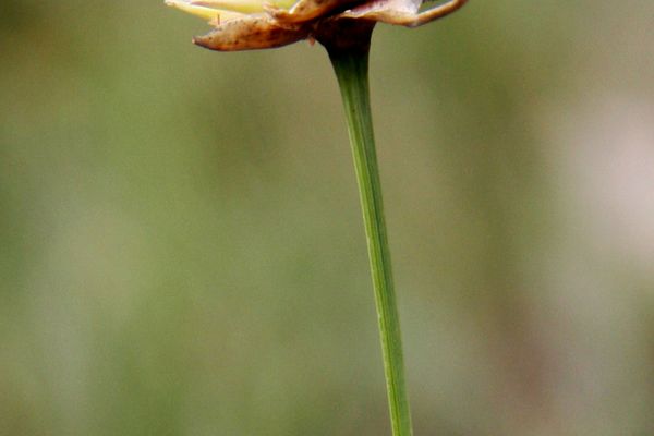 Rhynchospora globosa