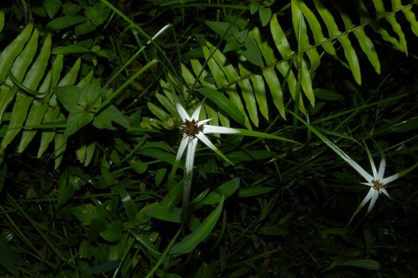 Yerba de estrella