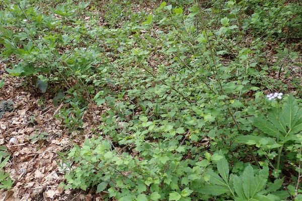 Alpine currant