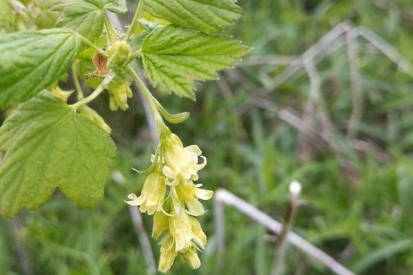 American black currant