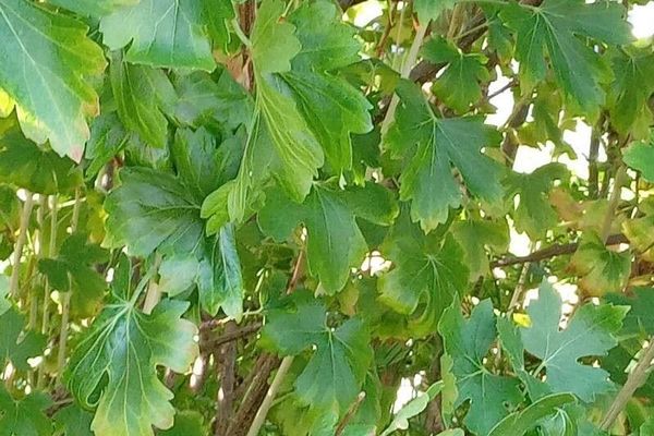 Golden currant