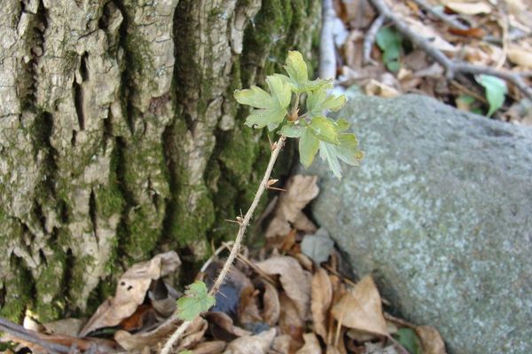 American gooseberry