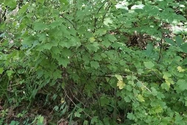 Wild black gooseberry