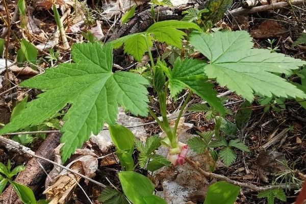 Wild currant