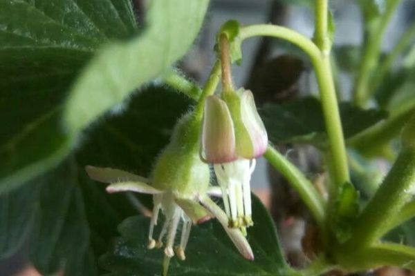 American gooseberry