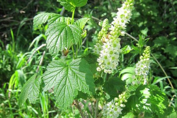 Northern black currant