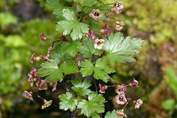 Bristly black gooseberry