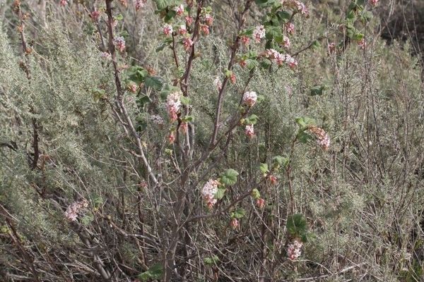 Chaparral currant