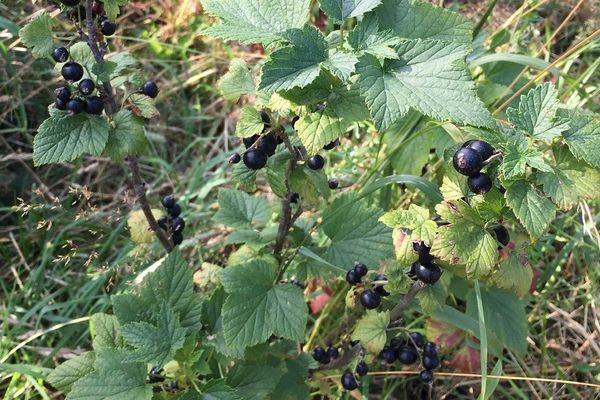 Black currant