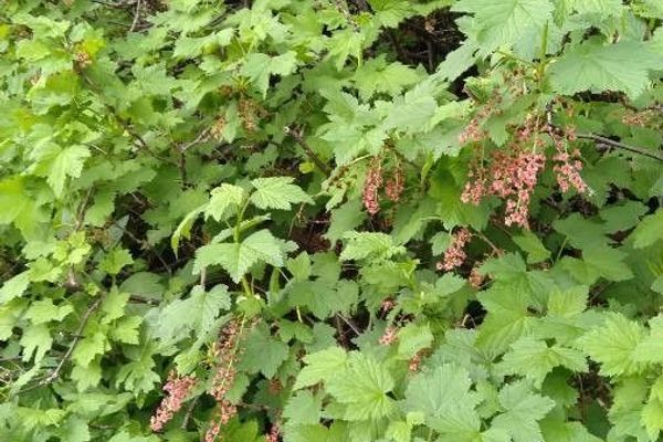 Rock currant