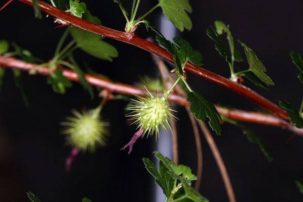 Sierra gooseberry