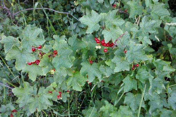 Garden currant