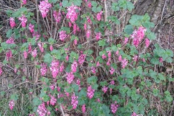 Flowering currant