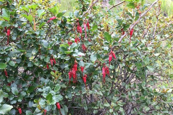 Fuchsia-flower gooseberry