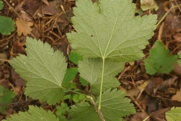 Currant
