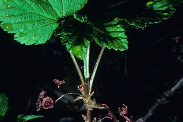 Swamp red currant