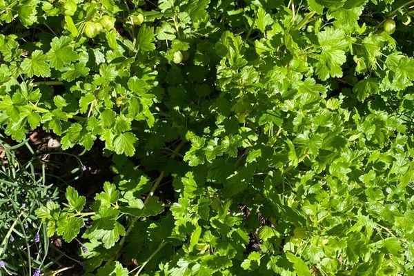 European gooseberry