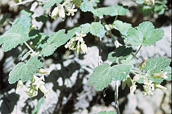 Sticky currant